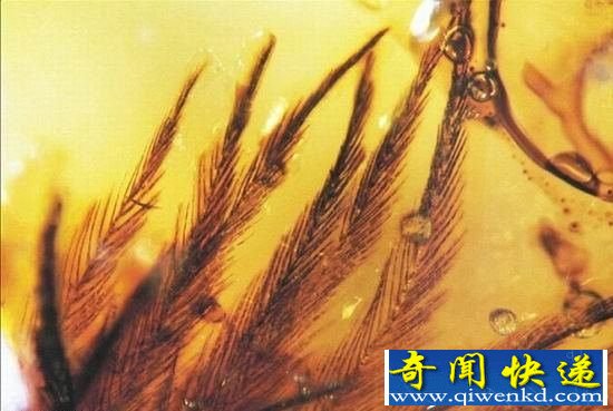 ��ѧ�ҿ��ŷ������꺬������ë ��ʵ�ַ��к�Ǳˮ