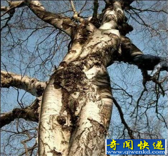 探秘!吃人树真相 妇女被困10天只剩白骨