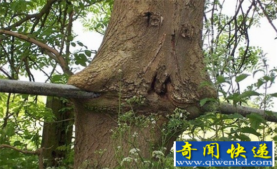探秘!吃人树真相 妇女被困10天只剩白骨