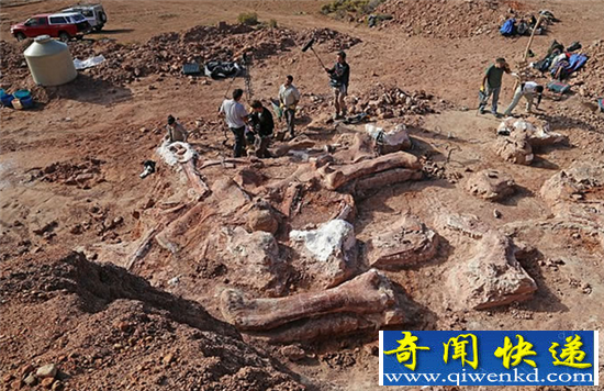 阿根廷惊现世界最大恐龙化石 体长竟达35米!