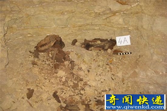 埃及墓穴发现800万条木乃伊狗 竟被碾碎当饲料用