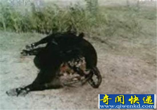 美国屠牛事件幕后黑手竟是外星人?上万头牛被屠杀