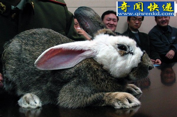 换脸是种什么感觉 恐怖的脸部移植手术