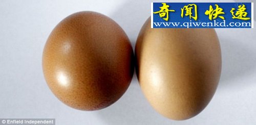 女子发现圆形鸡蛋 概率十亿分之一