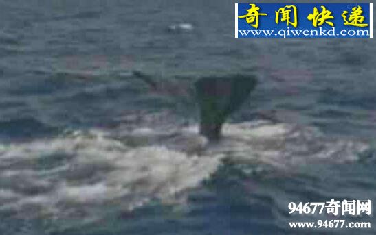 揭秘新疆喀纳斯湖水怪,真相背后疑为巨型哲罗蛙