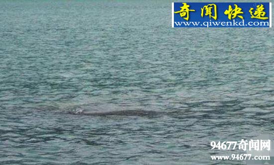 揭秘新疆喀纳斯湖水怪,真相背后疑为巨型哲罗蛙