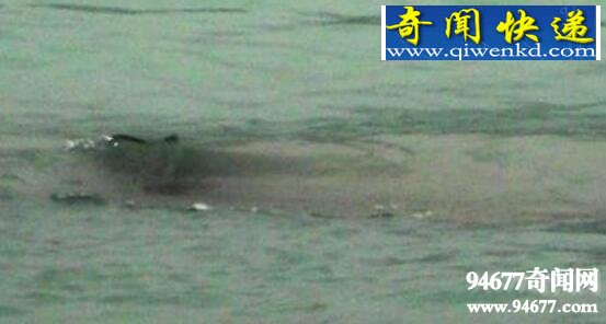 揭开青海湖水怪之谜,水怪藏身海底巨大漩涡