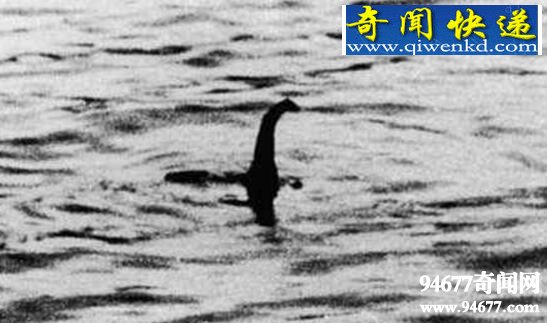 尼斯湖水怪之谜,水怪疑是绝育的太监鳗鱼