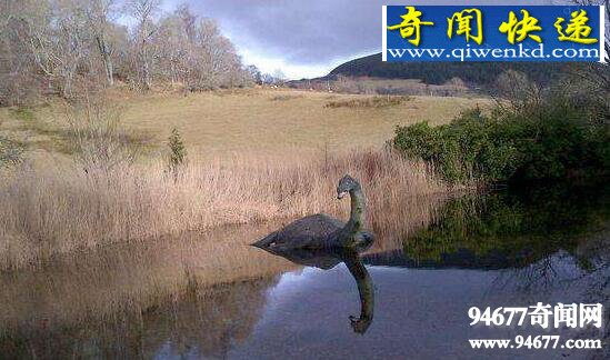 尼斯湖水怪之谜,水怪疑是绝育的太监鳗鱼