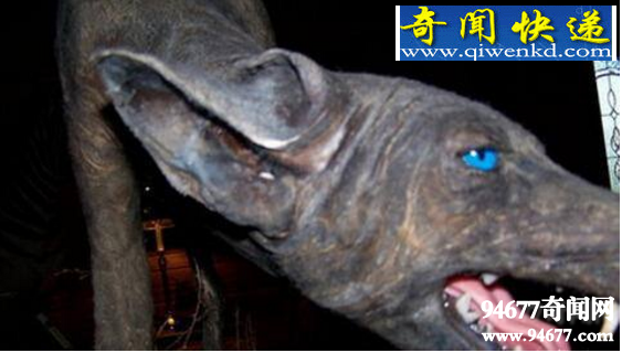 吸血怪兽卓柏卡布拉,真实身份竟为变异郊狼