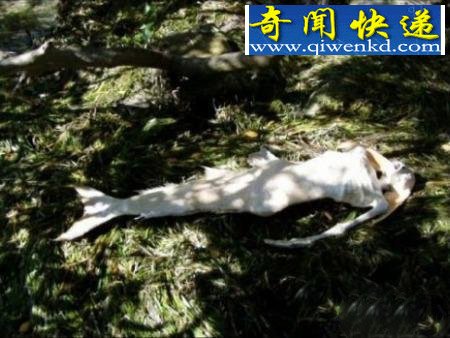 世上真有“海底人”?解密深海中的文明!