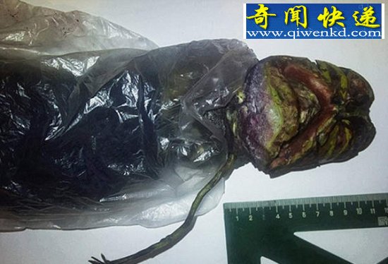 揭秘引发全球震惊的11大“怪兽”真相