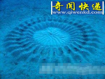 海底惊现神秘“麦田怪圈”从何而来?