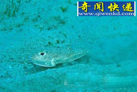 海底惊现神秘“麦田怪圈”从何而来?