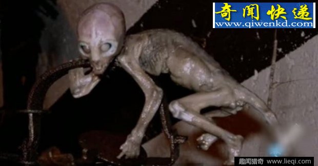 仓库里放了个老鼠夹夹到恐怖怪物