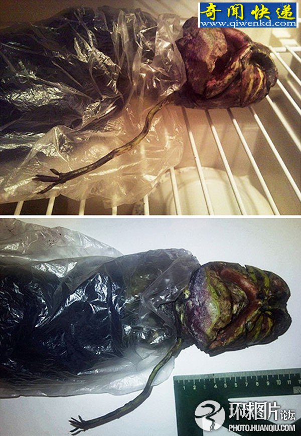(组图)震惊世界的“不明生物”