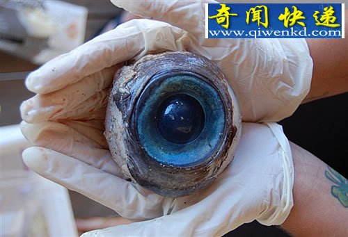 海滩发现神秘的蓝色眼球
