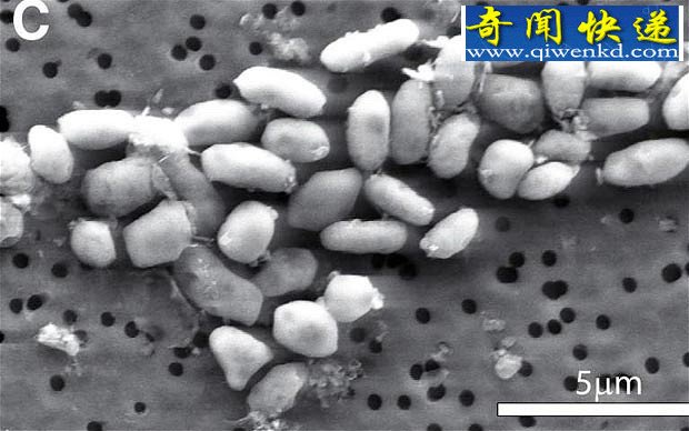 “外星生命”真的在地球上吗?