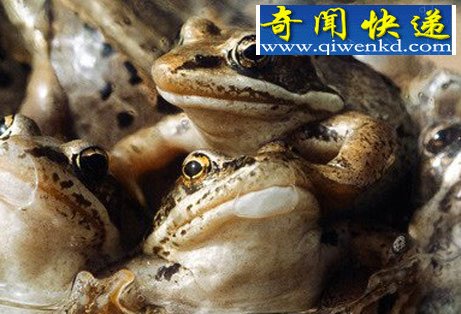 动物世界中的“僵尸” 死亡边缘迅速抽身