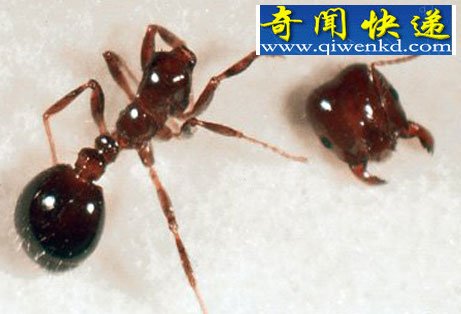 动物世界中的“僵尸” 死亡边缘迅速抽身