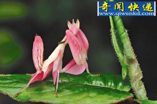 世界上最高明的掠食者,兰花螳螂(漂亮且善于伪装)