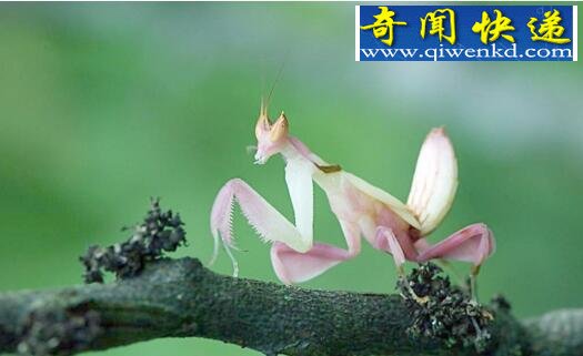 世界上最高明的掠食者,兰花螳螂(漂亮且善于伪装)