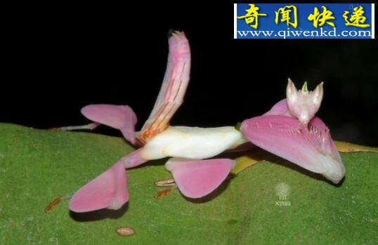 世界上最高明的掠食者,兰花螳螂(漂亮且善于伪装)