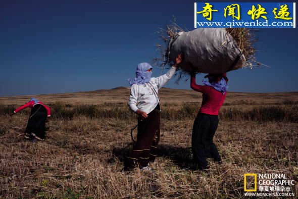 土耳其东南部的一些村民仍在用镰刀收割小麦,单粒小麦最初就是在这里种植,说不定就是它养活了前来哥贝克力祭拜的群众 宗教崇拜点亮文明之光:探访哥贝可利石阵