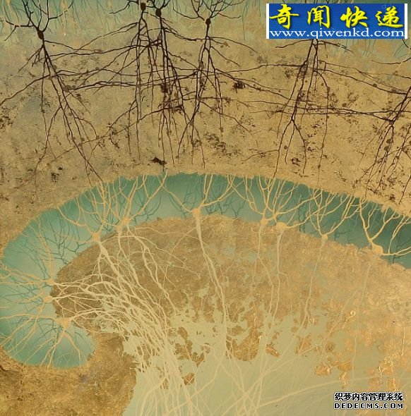 这张手绘图显示的是人类海马状突起里的细胞,海马状突起是负责记忆和导航的重要大脑区域 (图)美研究人员用人类大脑神经元创作水墨画