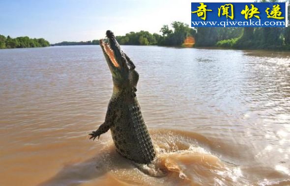 咸水鳄 地球最大五种爬行动物