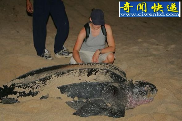 棱皮海龟 地球最大五种爬行动物