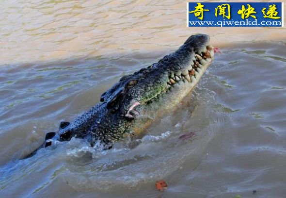 咸水鳄 地球最大五种爬行动物