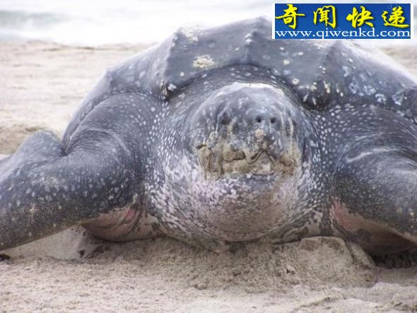 棱皮海龟 地球最大五种爬行动物