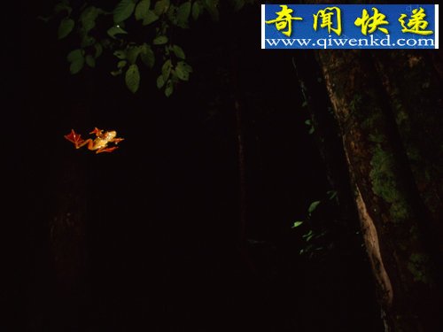 动物神奇飞行员:天堂树蛇