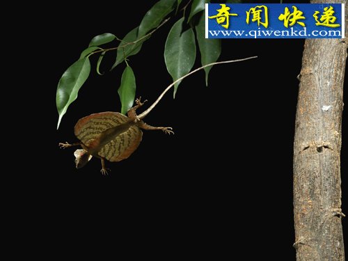 动物神奇飞行员:天堂树蛇