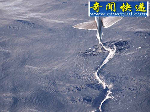 动物神奇飞行员:天堂树蛇