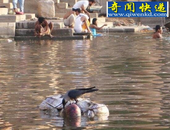 ʵӡˮͼƬʬ屻Ұ֫ʳ