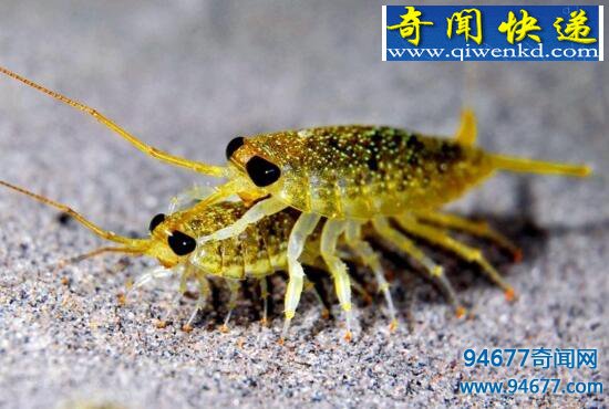 海蟑螂不是蟑螂,海钓的最佳饵料
