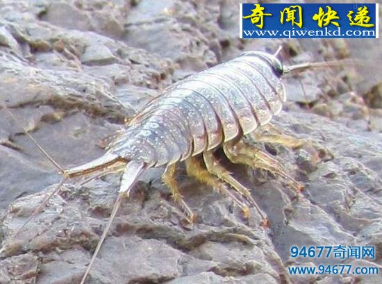 海蟑螂不是蟑螂,海钓的最佳饵料