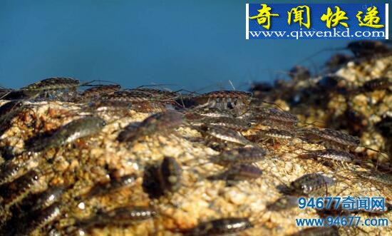 海蟑螂不是蟑螂,海钓的最佳饵料