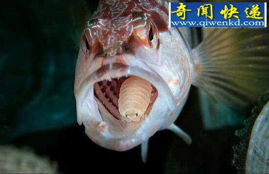ֲǼ棬ѪĿ