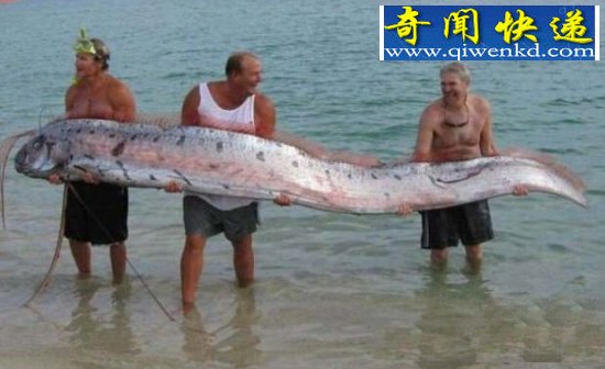 全球12种神奇生物 海洋中竟有独角兽