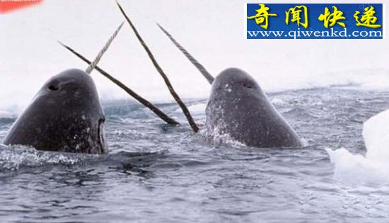 全球12种神奇生物 海洋中竟有独角兽