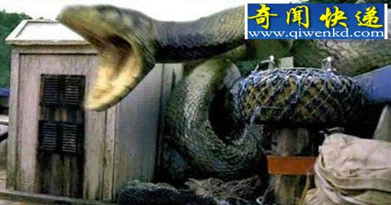民间关于蛇的传说,网络盛传关于蛇的故事