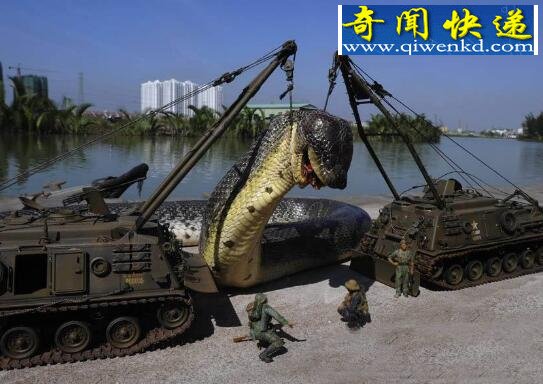 民间关于蛇的传说,网络盛传关于蛇的故事