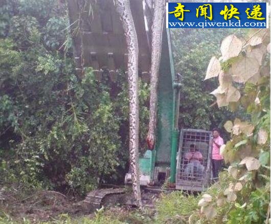 民间关于蛇的传说,网络盛传关于蛇的故事