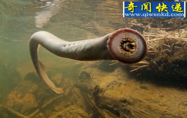 长得惊悚还以靠吸血为生的鱼:吸血鬼鱼