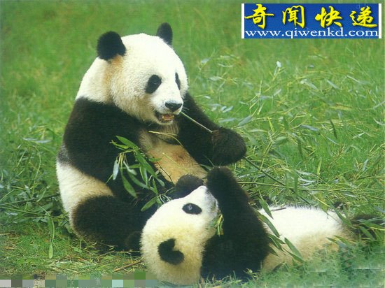 大熊猫竟也是食肉动物你知道吗!