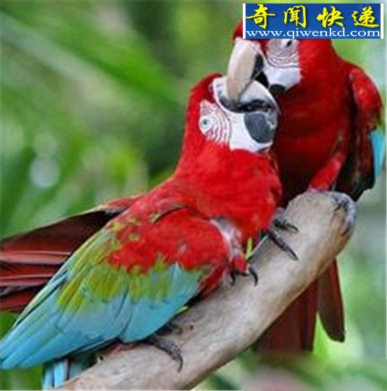 动物界六大奇闻怪事盘点.鹦鹉语言能力相当6岁小孩