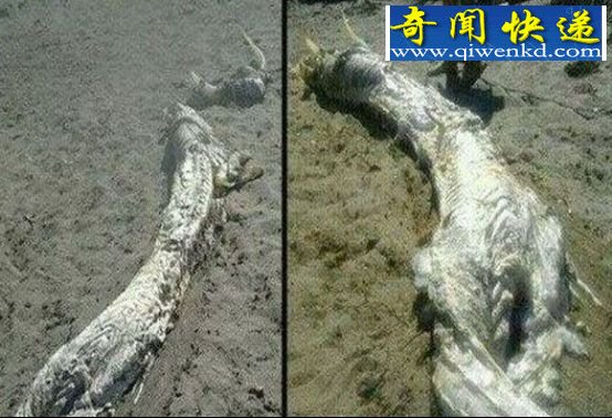 真龙现身是真是假一看便知!
